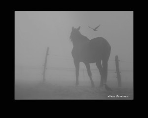 photo-de-alain-duchesne-solitude