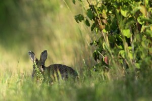 photo-de-fabrice-jandin