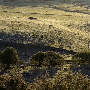 photo-de-dominique-barraud