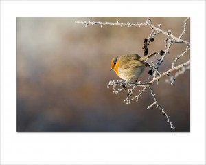 1er-vote-public_fauvernier-richard_robin-dans-le-givre