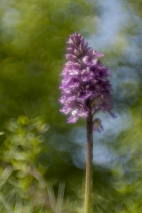 32-orchis-milataris-zeiss-ikon-vario-talon-70-120