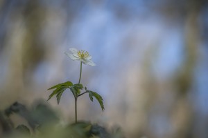 anemones-m-42-super-takumar-55-a-f-28-10