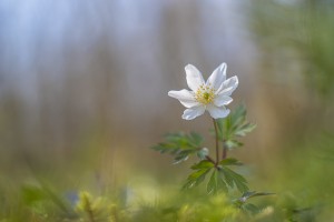 anemones-m-42-super-takumar-55-a-f-28-5267-2