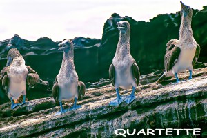 quartette-blue-boobies_img239-1