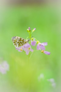 anthocharis-cardamines-aurore-de-la-cardamine-m-42-helios-44-2-f-28-2