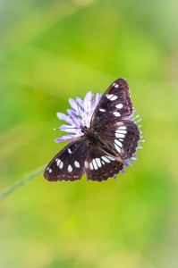 limenitis-reducta-sylvain-azure-m-42-pentacon-135-f-4-6774-2