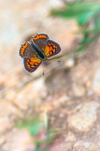 lycaena-phlaeas-cuivre-commun-m-42-panagor-135-f-35-7259-2